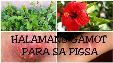 gamot sa matag tiki|Gamot sa Pigsa at Home Remedies para Dito .